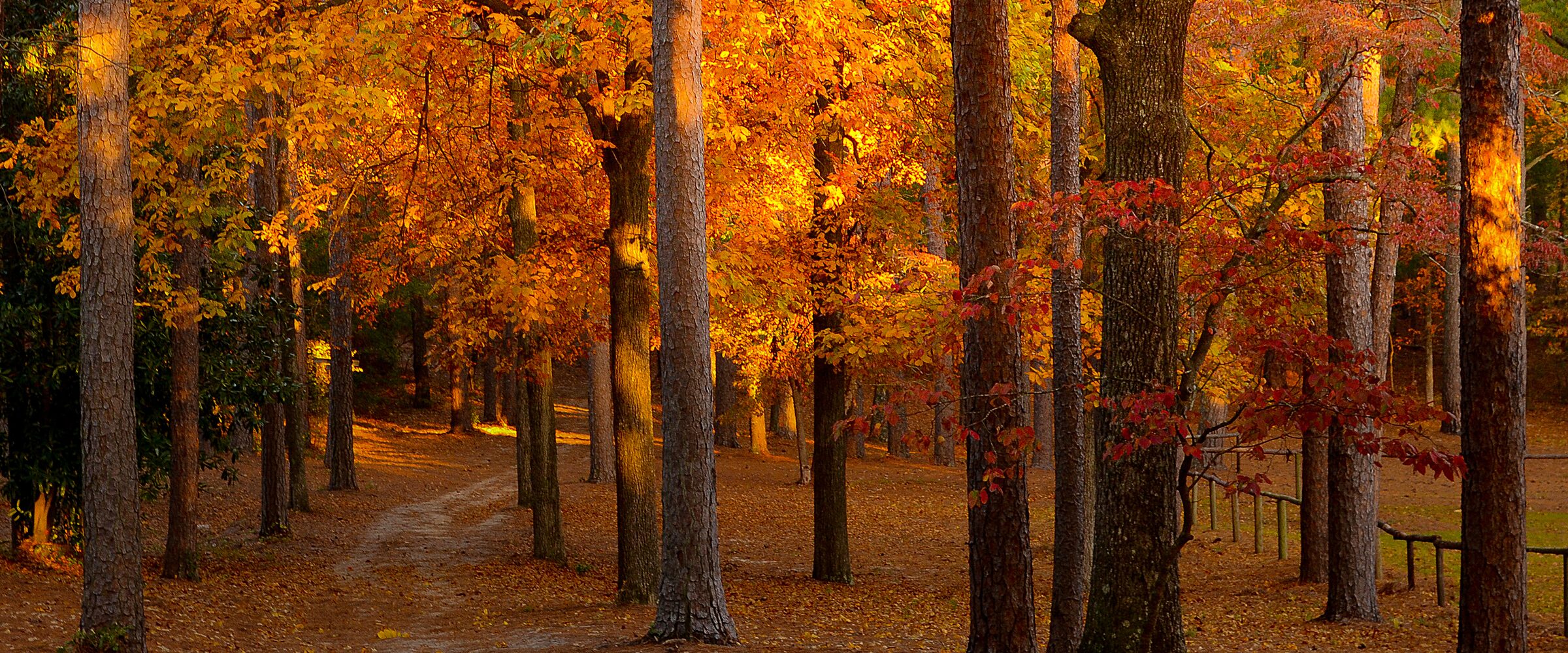 Autumn trees along a sandy trail in Hitchcock Woods, Aiken, South Carolina.